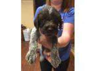 Wirehaired Pointing Griffon Puppy for sale in Bellevue, IA, USA