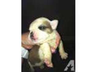 Bulldog Puppy for sale in FREEPORT, FL, USA