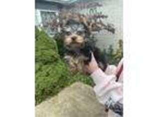 Yorkshire Terrier Puppy for sale in Fowler, IN, USA