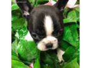 French Bulldog Puppy for sale in Durango, CO, USA