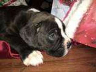 Boxer Puppy for sale in Brooksville, FL, USA