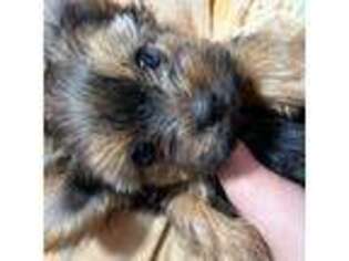 Yorkshire Terrier Puppy for sale in Valrico, FL, USA