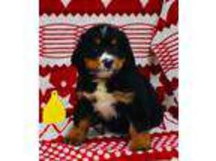 Bernese Mountain Dog Puppy for sale in Atkinson, NE, USA