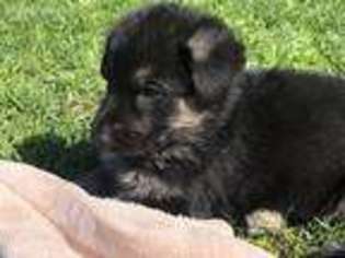 German Shepherd Dog Puppy for sale in Armada, MI, USA