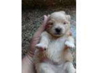 Pomeranian Puppy for sale in Queen Creek, AZ, USA