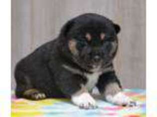 Shiba Inu Puppy for sale in Seymour, MO, USA
