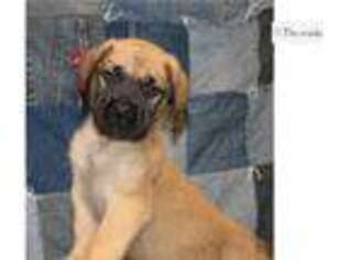 Mastiff Puppy for sale in Reading, PA, USA