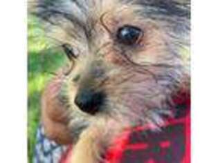 Yorkshire Terrier Puppy for sale in Bellwood, IL, USA