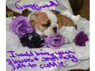 Bulldog Puppy for sale in Altoona, FL, USA