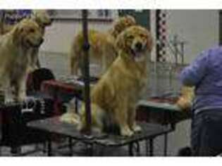 Golden Retriever Puppy for sale in Branson, MO, USA