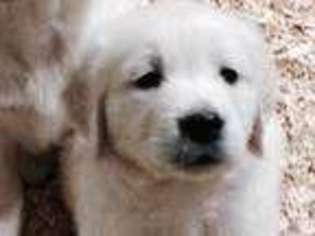 Golden Retriever Puppy for sale in WAYLAND, MI, USA