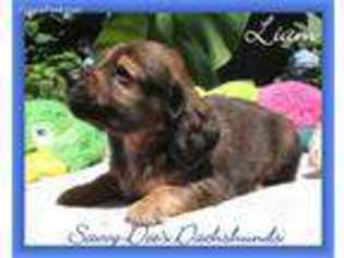 Dachshund Puppy for sale in Searcy, AR, USA