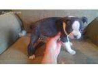 Boston Terrier Puppy for sale in Shell Rock, IA, USA