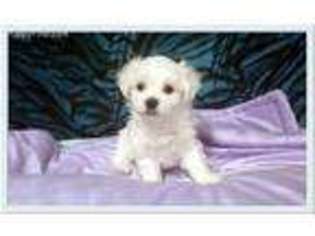 Maltese Puppy for sale in Lewes, DE, USA