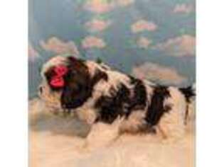 Cavalier King Charles Spaniel Puppy for sale in Springfield, MO, USA