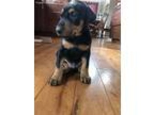 Doberman Pinscher Puppy for sale in Asheville, NC, USA