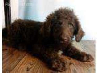 Labradoodle Puppy for sale in East Sparta, OH, USA