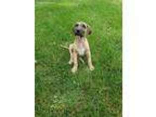 Great Dane Puppy for sale in Colorado Springs, CO, USA
