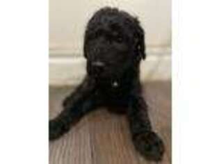 Labradoodle Puppy for sale in Brooklyn, NY, USA