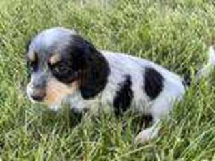 Dachshund Puppy for sale in Lebanon, IN, USA