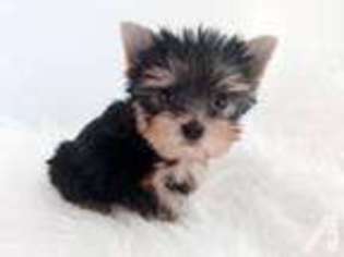 Yorkshire Terrier Puppy for sale in AGOURA HILLS, CA, USA