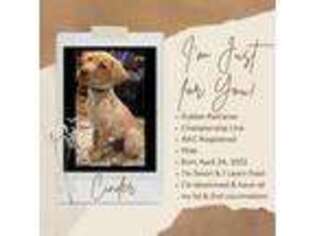 Golden Retriever Puppy for sale in Santee, CA, USA