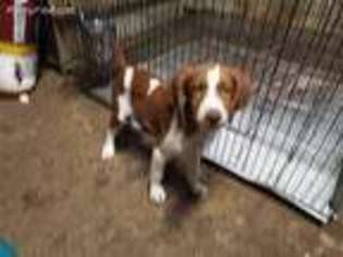 Brittany Puppy for sale in Gonzales, TX, USA