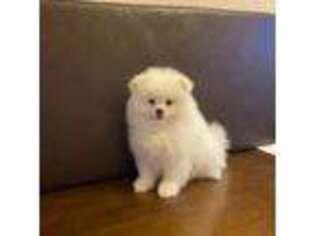 Pomeranian Puppy for sale in Charlotte, NC, USA