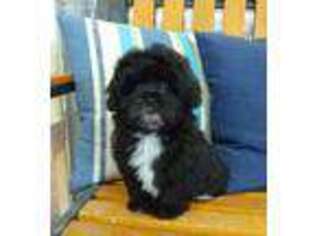 Shih-Poo Puppy for sale in Payson, UT, USA