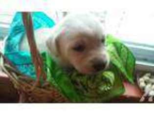 Labrador Retriever Puppy for sale in RIVERSIDE, NJ, USA