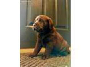 Labrador Retriever Puppy for sale in Big Timber, MT, USA