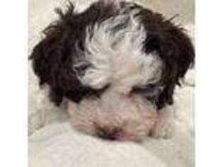Lagotto Romagnolo Puppy for sale in Pleasant Grove, UT, USA