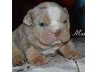 Bulldog Puppy for sale in Foss, OK, USA