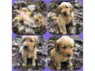 Golden Retriever Puppy for sale in Barstow, CA, USA
