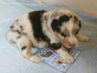 Australian Shepherd Puppy for sale in Talala, OK, USA
