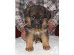 German Shepherd Dog Puppy for sale in BALDWIN, GA, USA