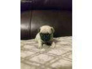 Pug Puppy for sale in Orient, OH, USA
