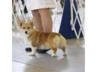 Pembroke Welsh Corgi Puppy for sale in West, TX, USA
