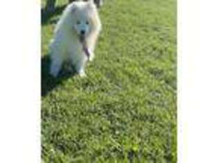 Samoyed Puppy for sale in Watertown, NY, USA