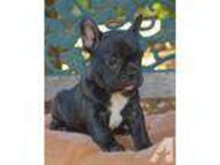 French Bulldog Puppy for sale in NEKOOSA, WI, USA