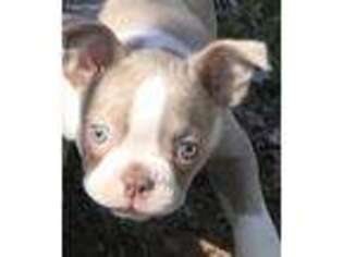 Boston Terrier Puppy for sale in Fremont, MO, USA