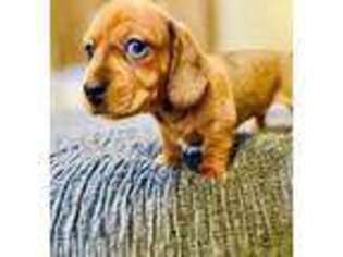 Dachshund Puppy for sale in Oakland, MD, USA