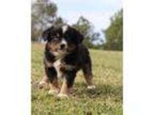 Australian Shepherd Puppy for sale in Noxapater, MS, USA