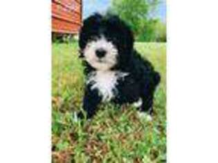 Mutt Puppy for sale in Caddo Mills, TX, USA