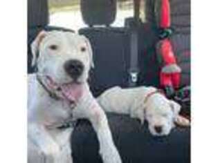 Dogo Argentino Puppy for sale in Oakdale, CA, USA
