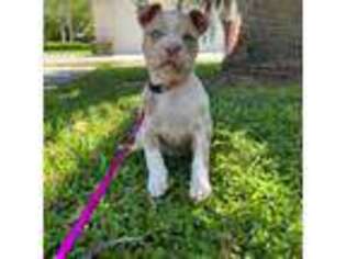 Mutt Puppy for sale in Milledgeville, GA, USA
