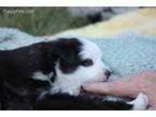 Miniature Australian Shepherd Puppy for sale in Owensboro, KY, USA