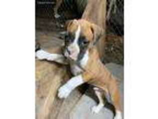 Boxer Puppy for sale in Tabor City, NC, USA