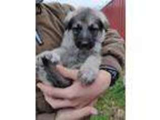 German Shepherd Dog Puppy for sale in Mountain Grove, MO, USA