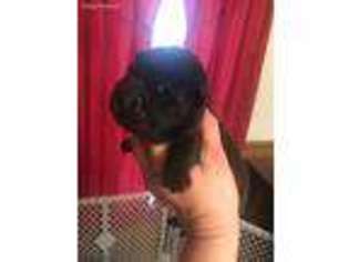 Mutt Puppy for sale in Mebane, NC, USA